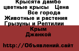 Крысята дамбо цветные крысы › Цена ­ 250 - Все города Животные и растения » Грызуны и Рептилии   . Крым,Джанкой